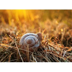 Snail Gel, nature's beauty secret?